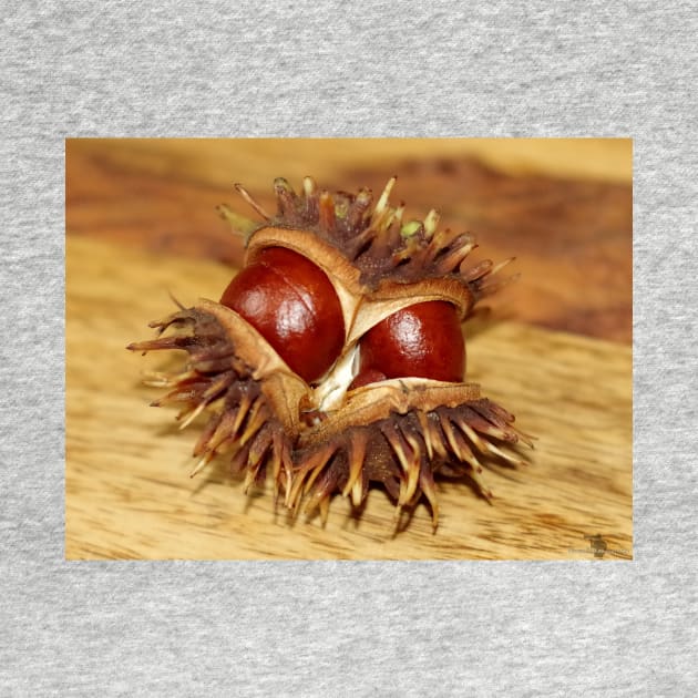 horse chestnut - conker by Simon-dell